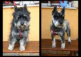 /album/fenykepgaleria/torpe-schnauzer-rovid-fazon-jpg/